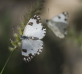 2. Pontia glauconome (Klug, 1829) - Desert White