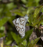 1. Belenois aurota (Fabricius, 1793) - Caper White (normal form)