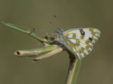 2. Pontia glauconome (Klug, 1829) - Desert White