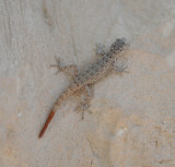 1. Rock Semaphore Gecko - Pristurus rupestris