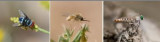 DIPTERA - Flies (order): 63 species