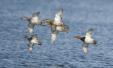 15. Common Pochard - Aythya ferina