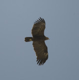 16. Steppe Eagle - Aquila nipalensis