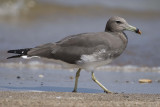 5. Sooty Gull - Larus hemprichii