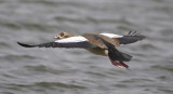 4. Egyptian Goose - Alopochen aegyptiacus (introduced but established)
