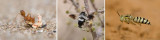 HYMENOPTERA - Wasps, bees, ants etc. (order): 155 species