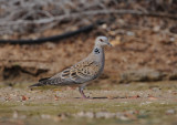 2. European Turtle Dove - Streptopelia turtur