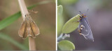 Hesperiidae - Skippers (family of butterflies): 3 species
