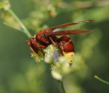 18. Vespa orientalis (Linnaeus, 1771) - Oriental Wasp
