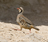 3. Chukar Alectoris - Chukar (released in Al Ain, but resident in the UAE (wild populations in Hajar mountains)