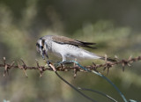 1. Red-backed Shrike - Lanius collurio