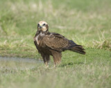 7. Western Marsh Harrier - Circus aeruginosus