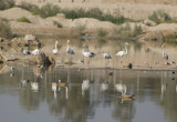 5. Ruddy Shelduck- Tadorna ferruginea (with Greater Flamingo behind)
