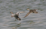 12. Garganey - Anas querquedula