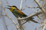 3. European Bee-eater - Merops apiaster