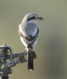 8. Steppe Grey Shrike - Lanius pallidirostris