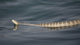 3.Ornate Sea Snake - Hydrophis ornatus
