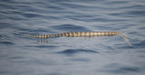 3.Ornate Sea Snake - Hydrophis ornatus