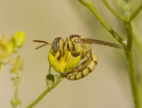 32.Philanthus variegatus (Spinola, 1838) - female