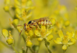 32.Philanthus variegatus (Spinola, 1838) - female