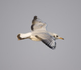 2. Common Black-headed Gull - Larus ridibundus