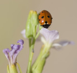 1. Coccinella undecimpunctata aegyptica (Reiche, 1861)