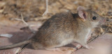 1. Black Rat - Rattus Rattus