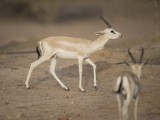 3. Rheem Gazelle (or Sand Gazelle) - Gazella subgutturosa marica