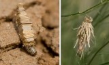 Psychidae (Bagworm moths):1 species