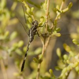 8. Orthetrum sabina (Drury, 1773), Oasis Skimmer