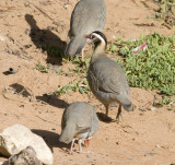 Arabian Partridge - Alectoris melanocephala  (Cat. E bird on the UAE checklist: ie escaped / released)