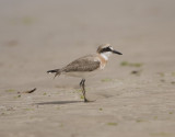 13. Greater Sand Plover - Charadrius leschenaultii