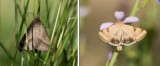 Noctuidae (family of moths): 16 species