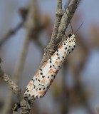 7. Utetheisa pulchella (Linnaeus, 1758) - Crimson Speckled Footman