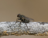 3. Coenosia attenuate (Stein, 1903) - Hunter Fly (female)