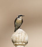 24. Pied Wheatear - Oenanthe pleschanka (white-throated vittata form)