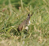 24. Eastern Black-eared Wheatear - Oenanthe (hispanica) melanoleuca