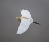 9. Eastern Cattle Egret - Bubulcus coromandus