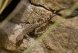 2. Bar-tailed Semaphore Gecko - Pristurus celerrimus
