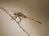 6. Orthetrum chrysostigma (Burmeister, 1839) - Epaulet Skimmer