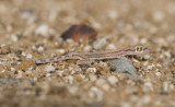 5. Arabian Sand Gecko - Stenodactylus arabicus