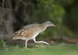 1. Corncrake - Crex crex