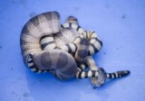 2. Arabian Gulf Sea Snake - Hydrophis lapemoides