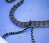 2. Arabian Gulf Sea Snake - Hydrophis lapemoides