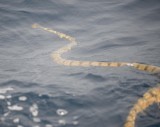 4. Yellow Sea Snake - Hydrophis spiralis spiralis 