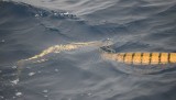 4. Yellow Sea Snake - Hydrophis spiralis spiralis 