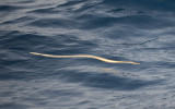 1. Pelagic Sea Snake - Pelamis platurus