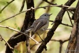 Black-capped Gnatcatcher, Madera Canyon, AZ, 8-14-09, RL 3139.jpg