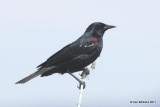 Tricolored Blackbird - male, Klamath NWR, CA, 6-23-10, JL 3051.jpg