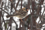 Harriss Sparrow non breeding plumage, Owasso Backyard, OK, 3-21-10, RL 0687.jpg